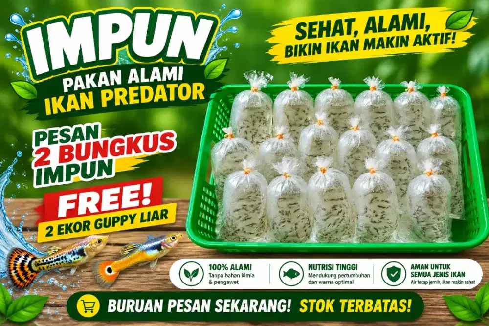 Ikan impun sehat dan lincah pakan predator