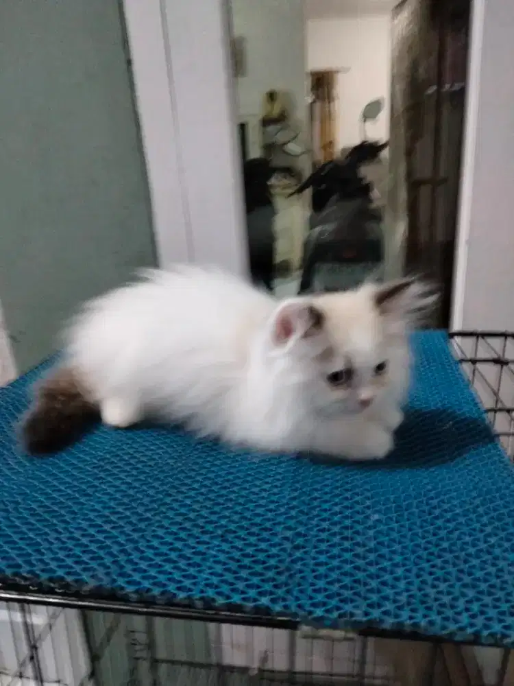 Kitten ragdoll pure