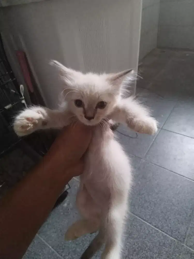 Di jual kitten ragdol Himalaya