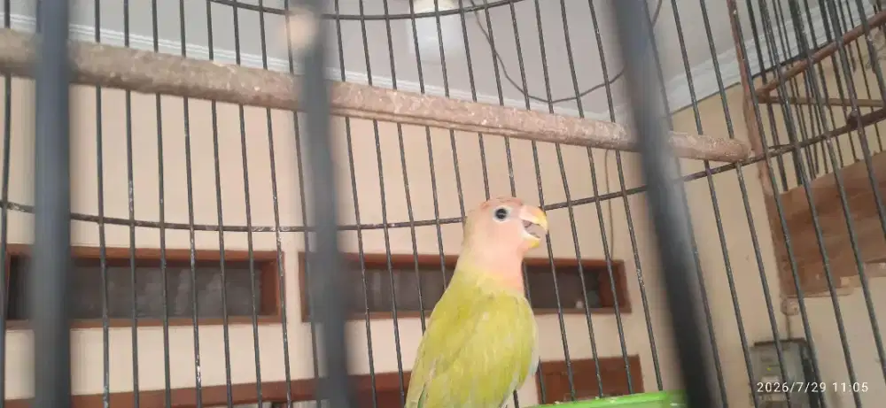 Anakan love bird non klep