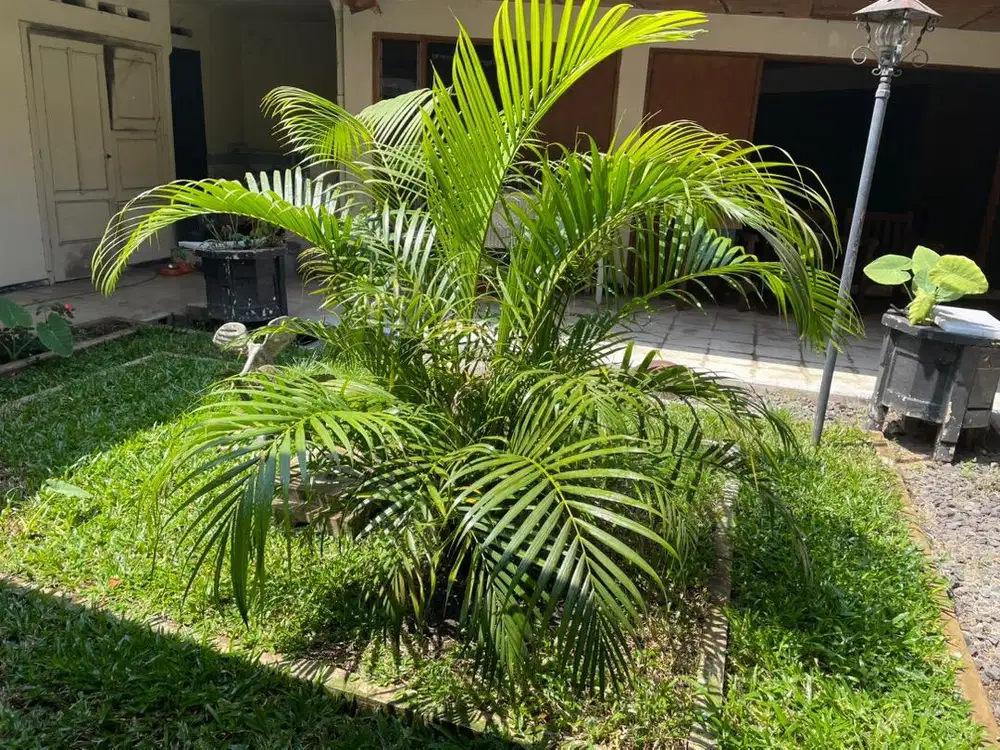 Pohon palm 2m rimbun