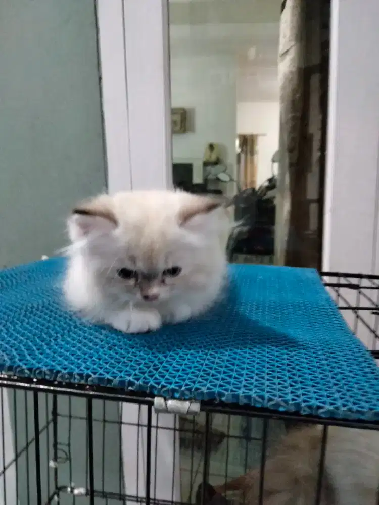 Kitten ragdoll pure