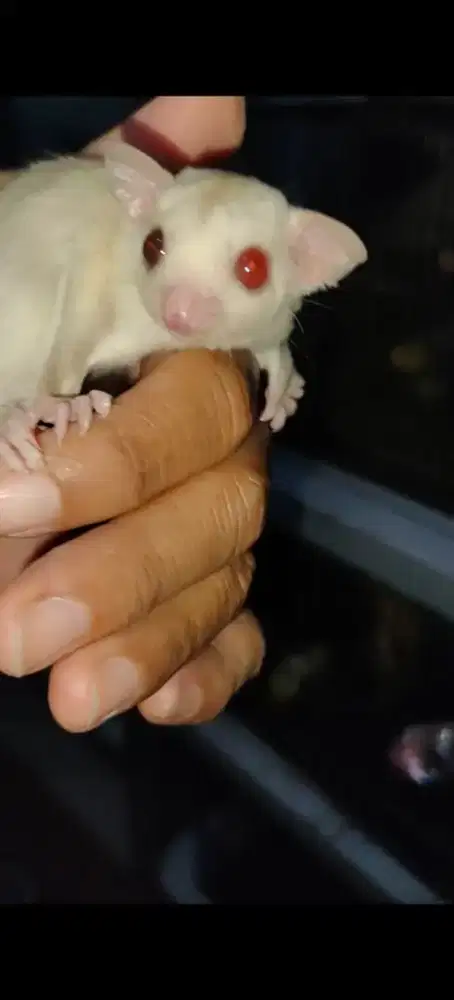 dijual sugar glider cremino betina
