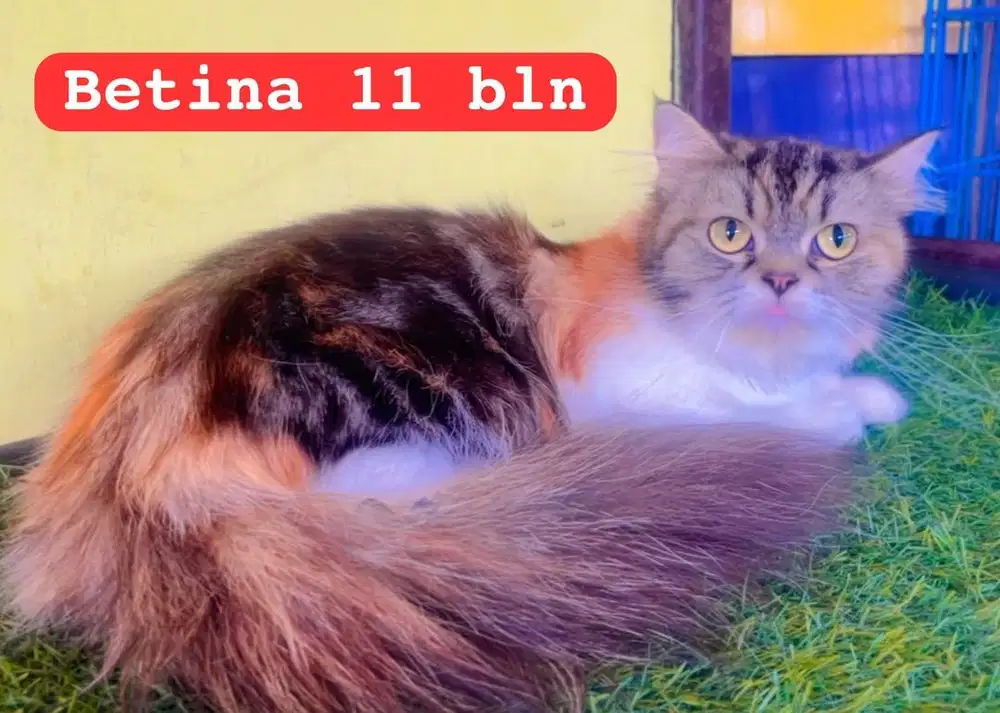 Kucing persia betina 11 bln