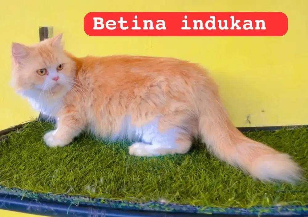 Kucing persia big gone indukan 14 bln