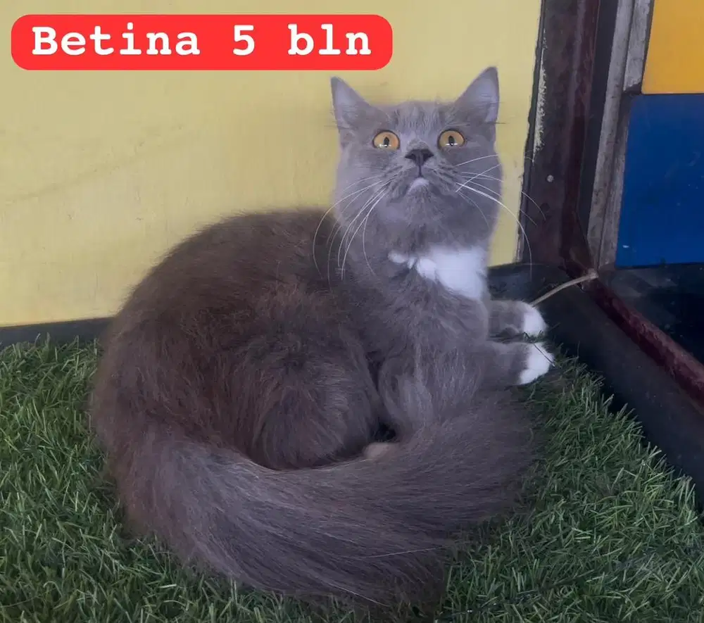 Kucing persia betina 5 bln abu2