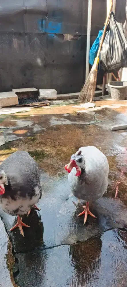 Ayam mutiara  plangkok dan silver