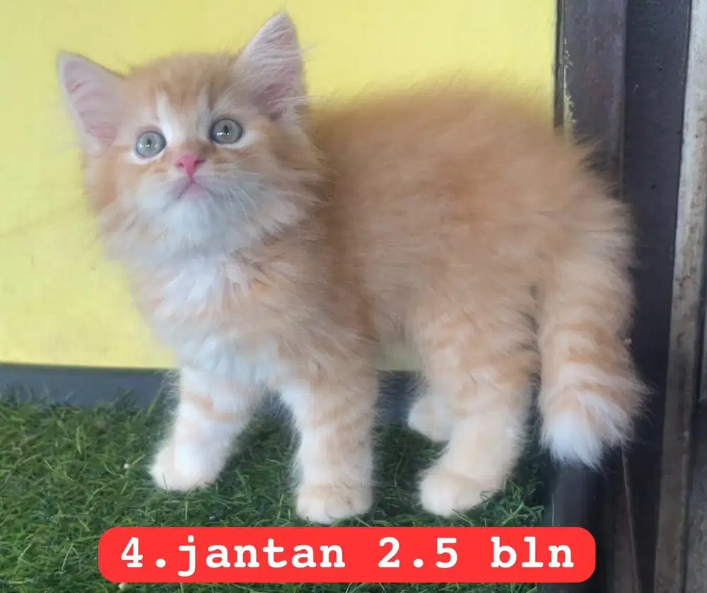 Kucing persia kitten 2.5 bln oren