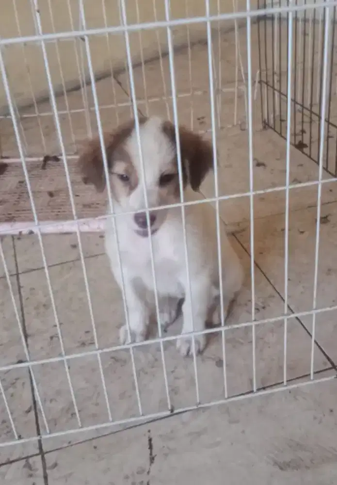 Anak Anjing Beagle X Golden
