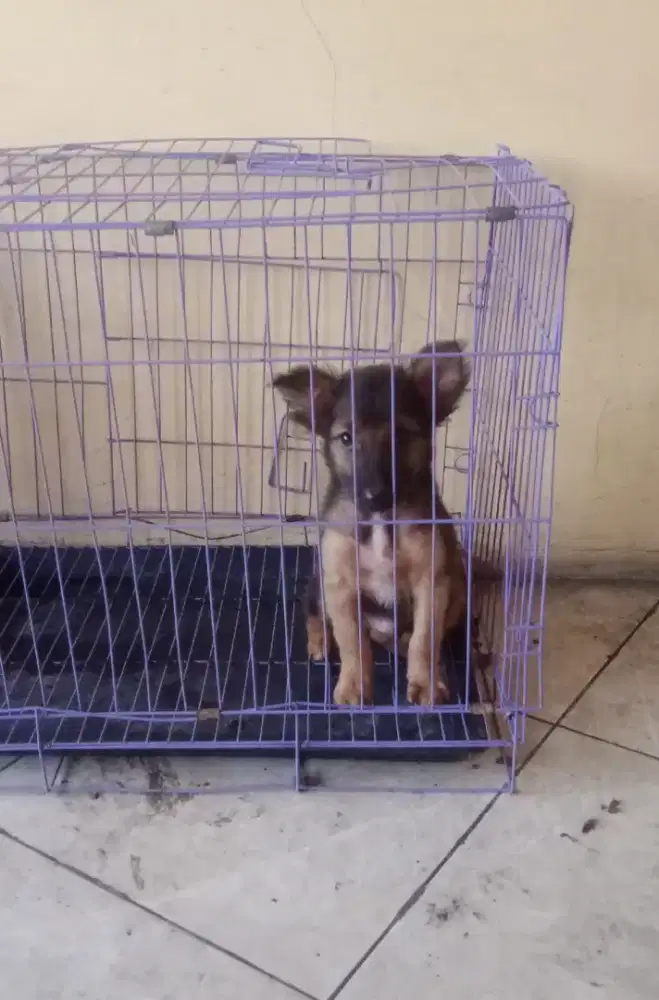 Anak Anjing Herder X Husky