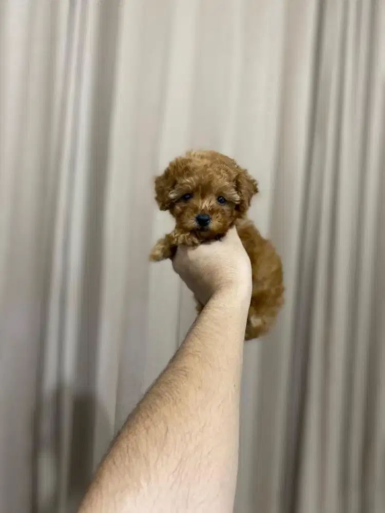 Teacup poodle betina