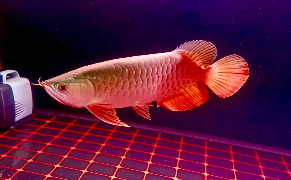 Ikan arwana murah