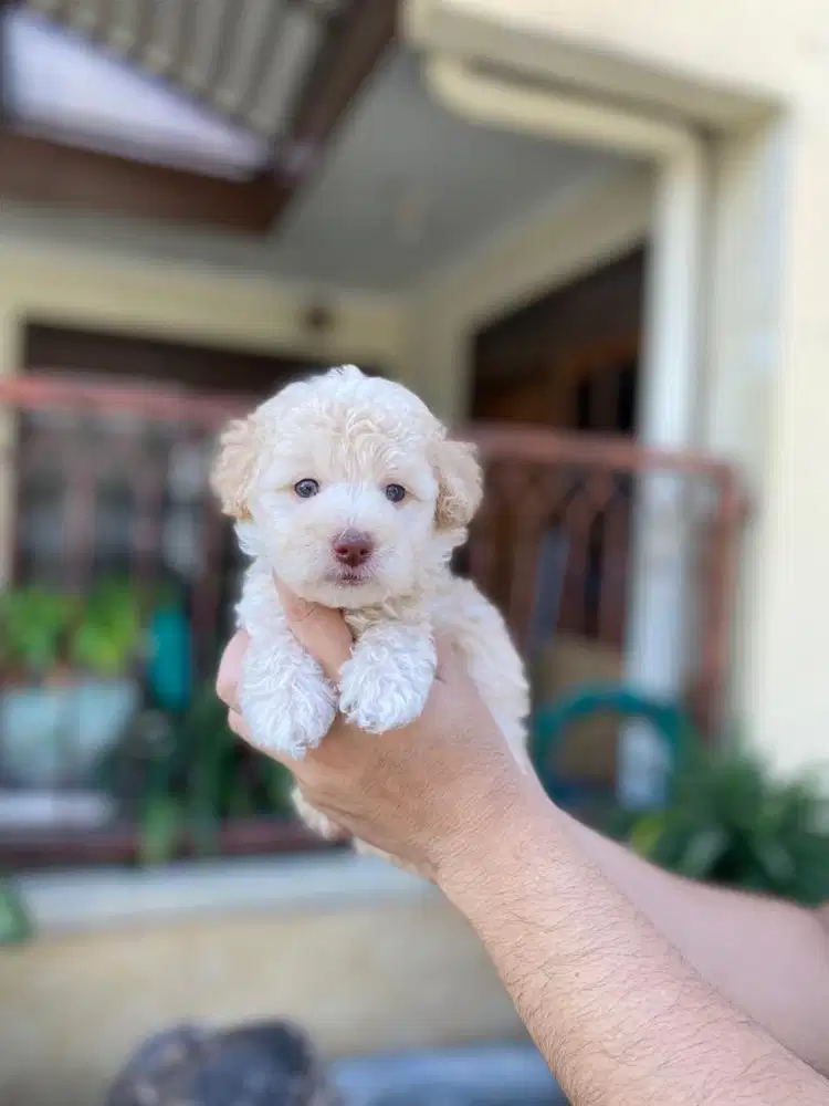 Light Apricot toy poodle jantan