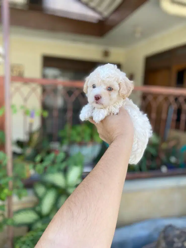 Toy poodle jantan light apricot
