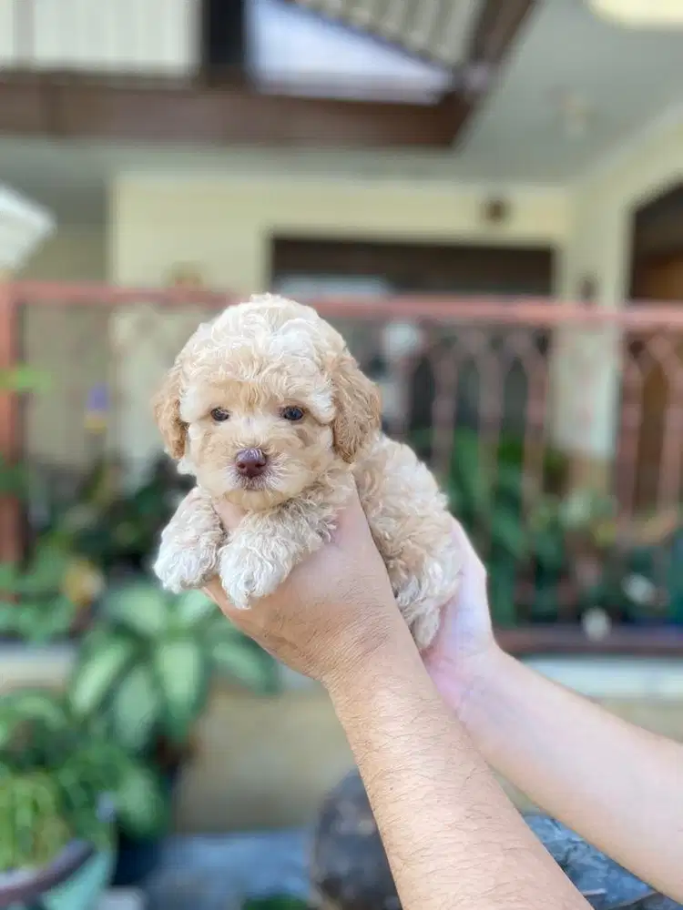 Toy poodle betina