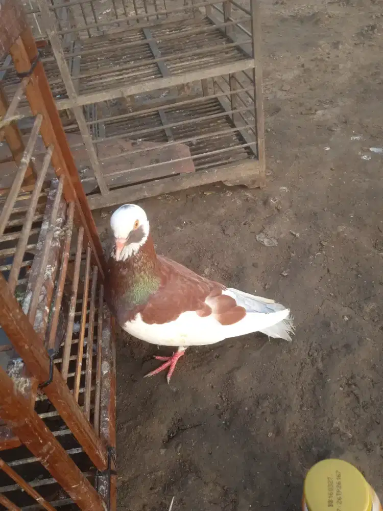 Jual merpati kolong