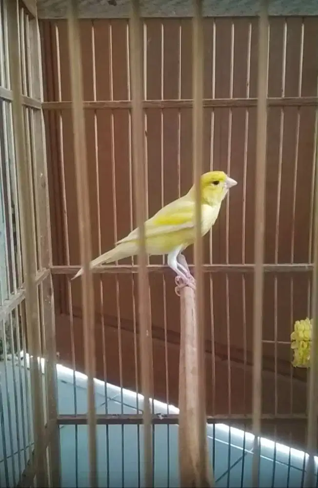 Kenari loper jantan dewasa gacor