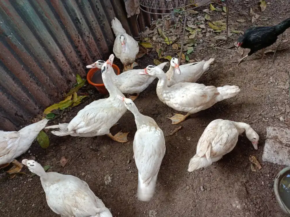 Jual 8 entok Jumbo