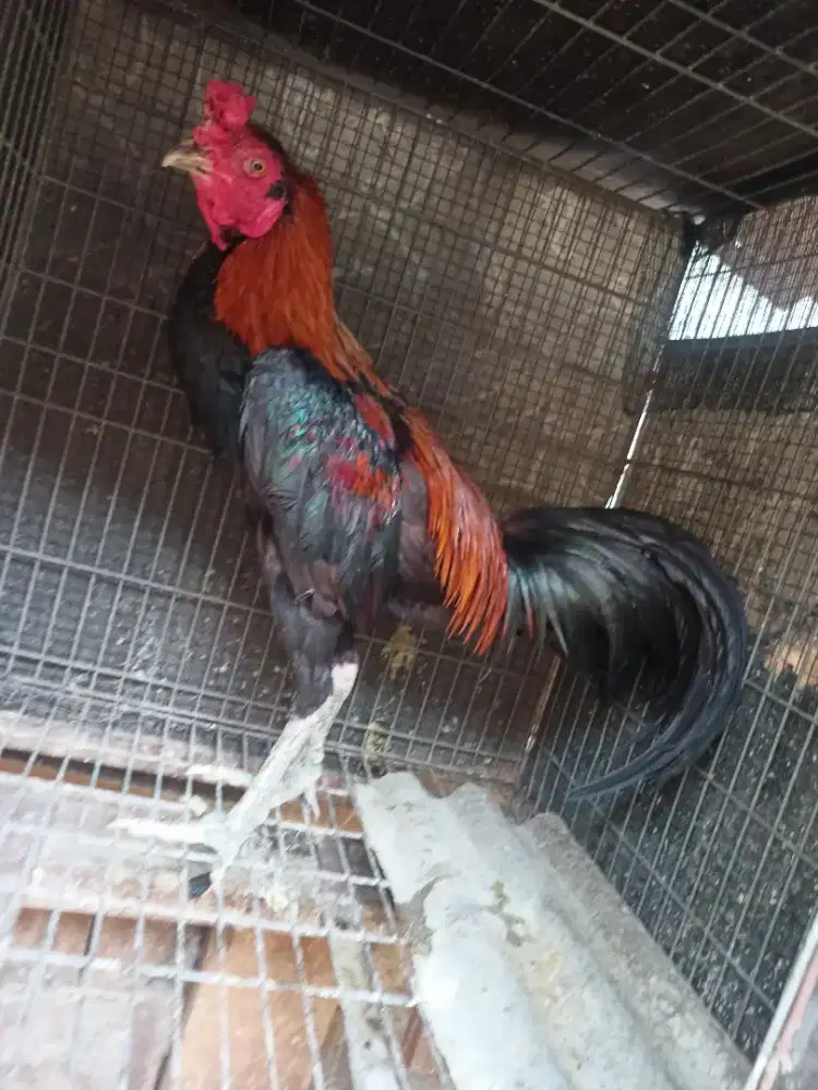 Jual Mangon x Bangkok baru selesai mabung