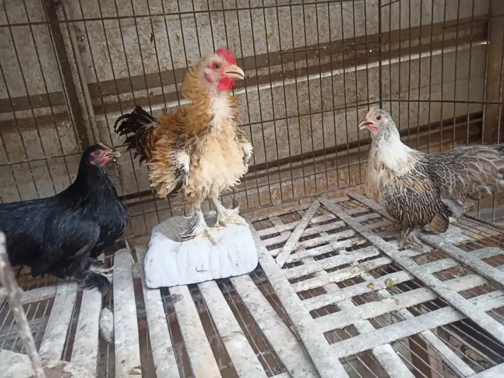 Jual ayam Kate Cochin x Kate Walik