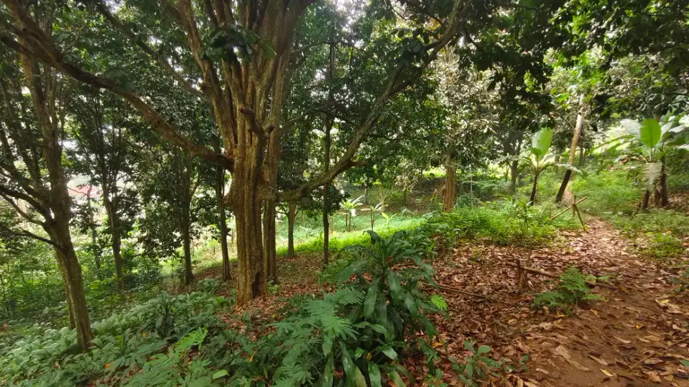 DIJUAL TANAH SHM Di CIBULUH PARUNGKUDA