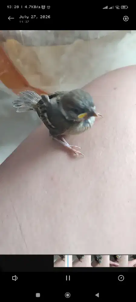 Lolohan burung gereja ud mau mandiri