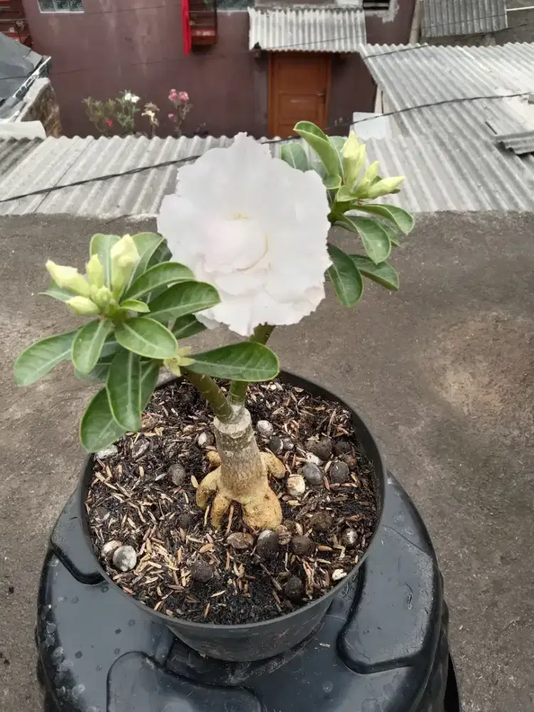 Adenium/ Kamboja jepang