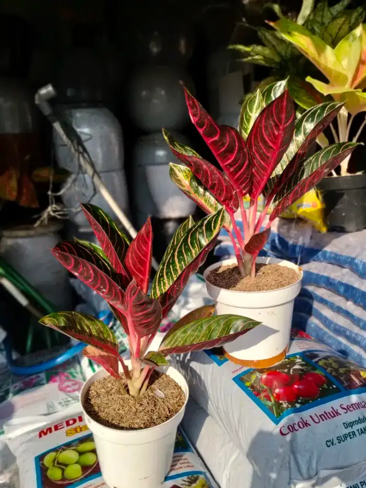Aglonema red Sumatra