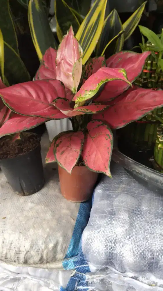 Aglonema red anjamani