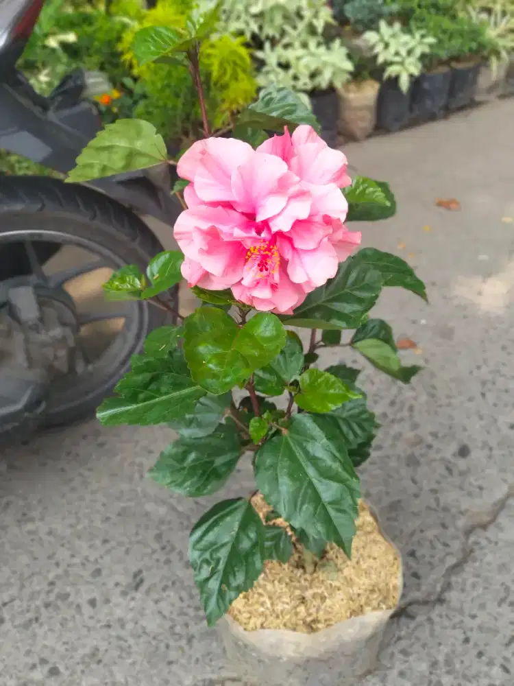 Bunga sepatu dan laenya