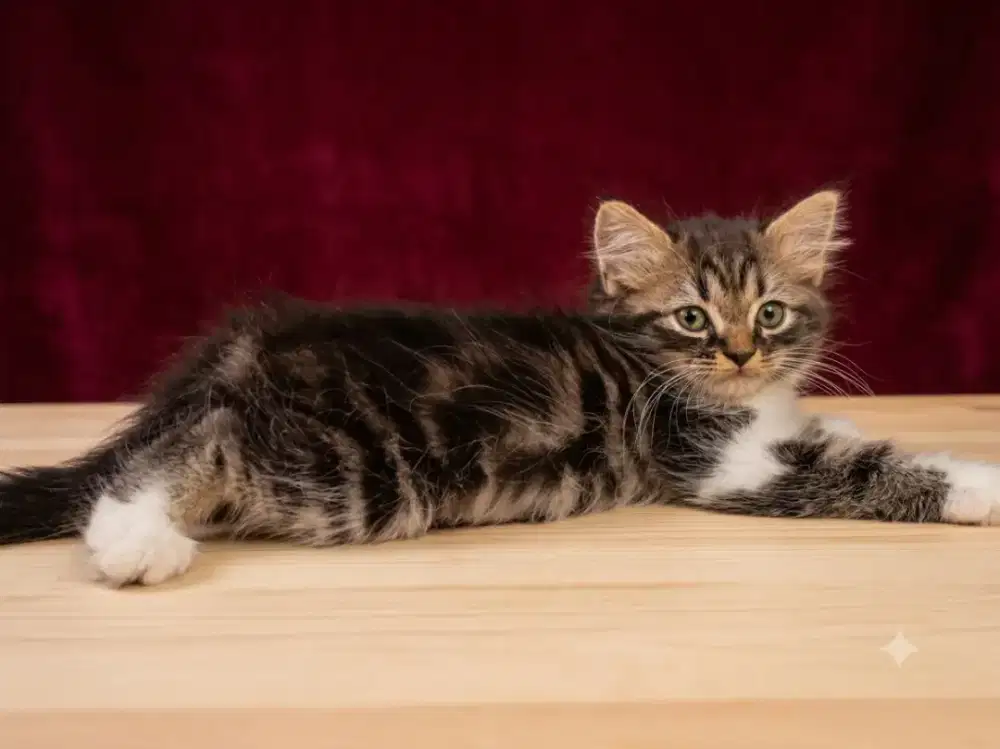 Kitten persia Betina
