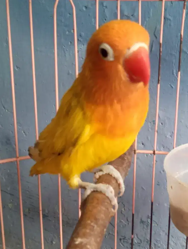 Seekor love bird cantik