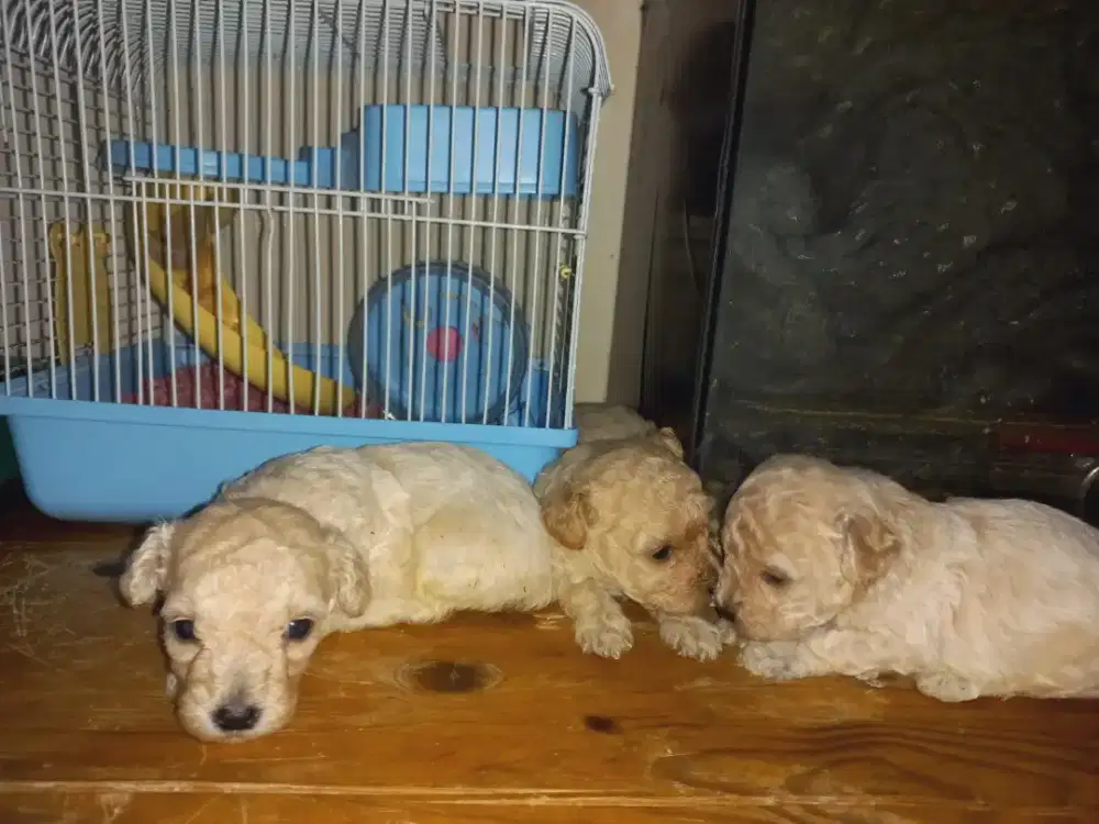 Puppy Poodle 2 bulan
