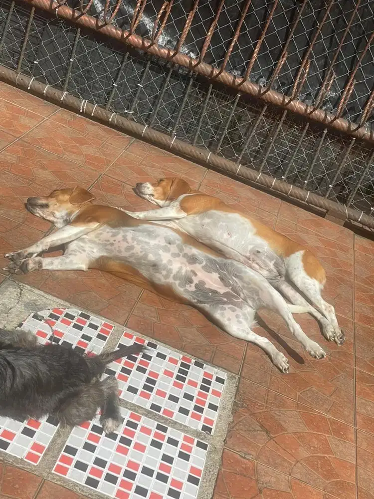 Asisten Rumah Tangga penyayang anjing