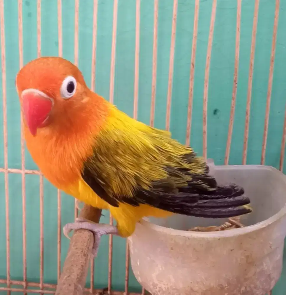 Burung lovebird betina
