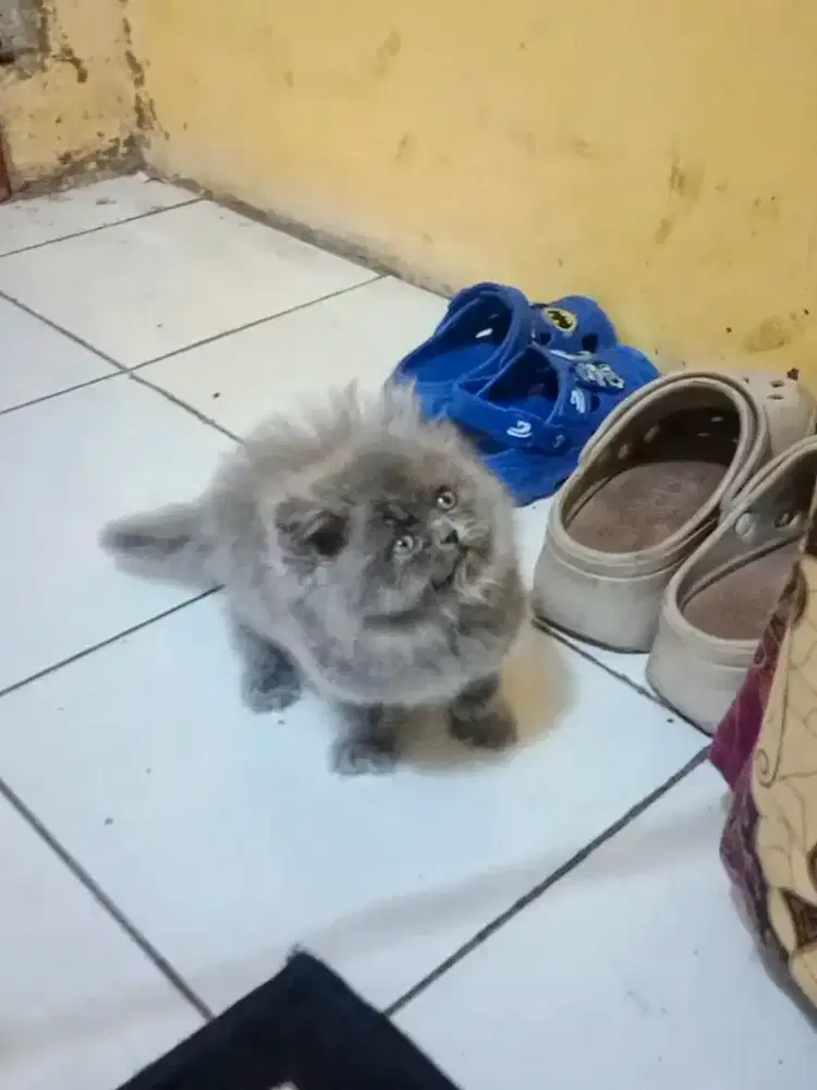 Kucing Persia Abu Abu Jantan