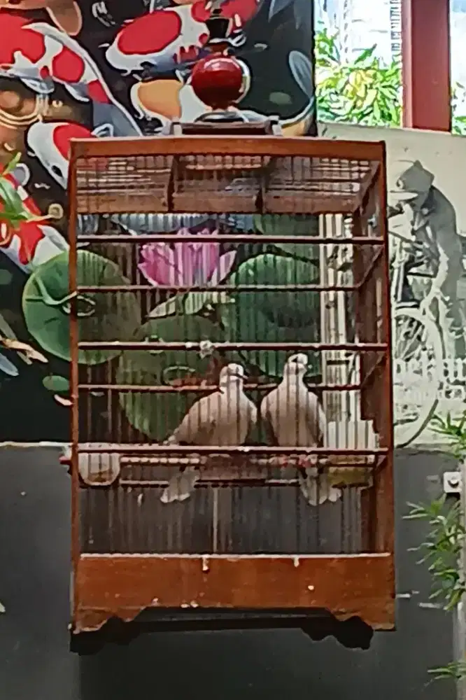 SEPASANG BURUNG PUTER PELUNG KOMPLIT SANGKAR.