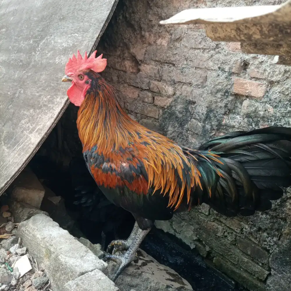 Ayam pelung sepasang