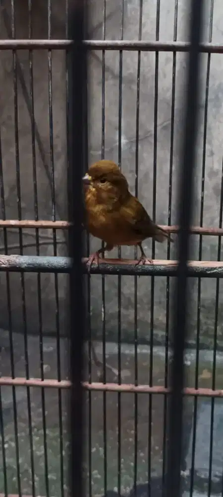 Jual burung kenari jangan bunyi