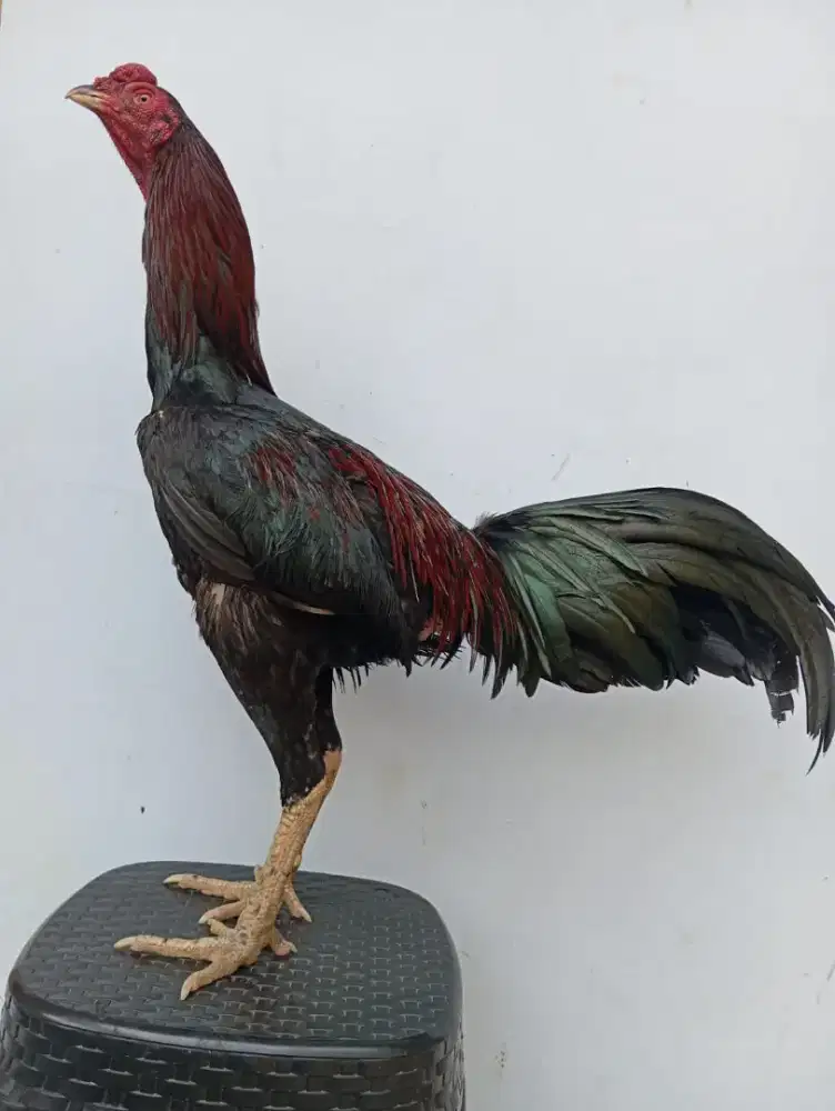 Ayam Bangkok ( Khoyngon) Ubed