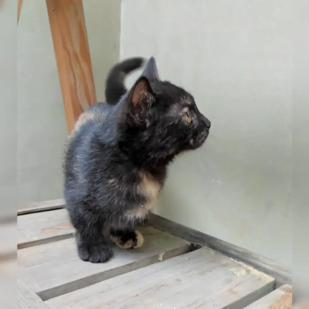 Munchkin kaki pendek cebol kitten anak