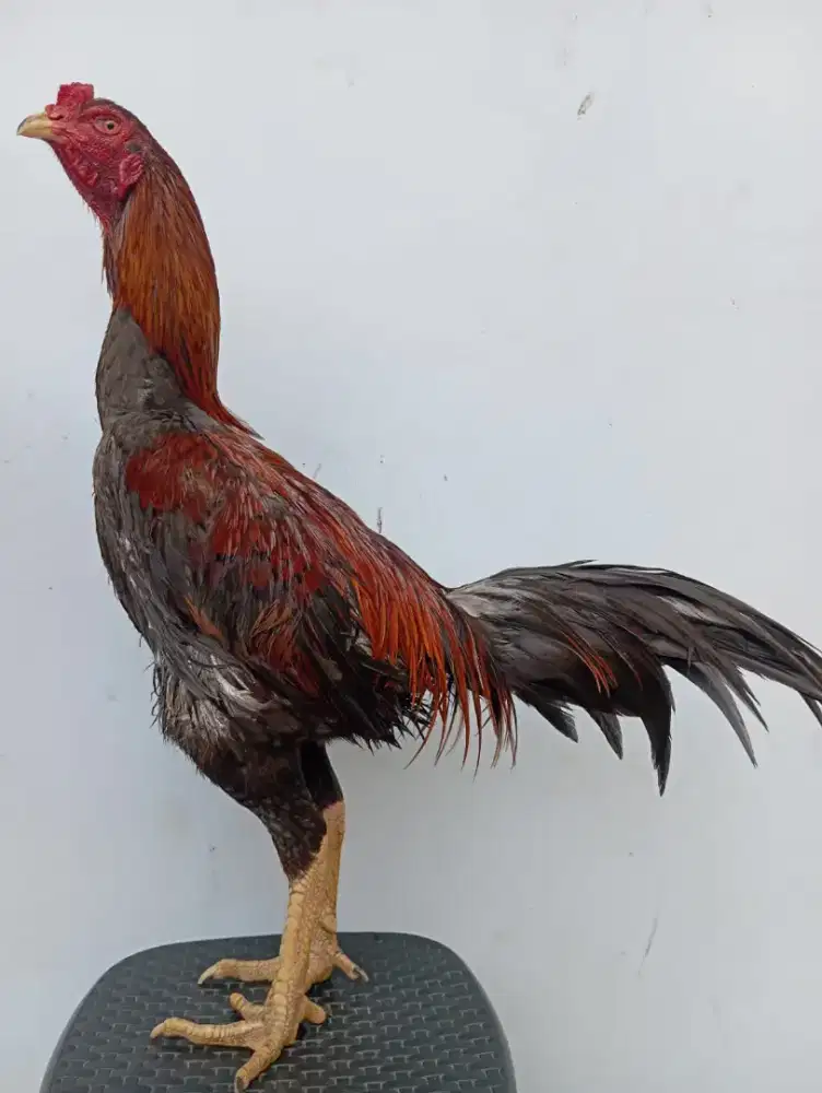 Ayam Bangkok( Khoyngon )