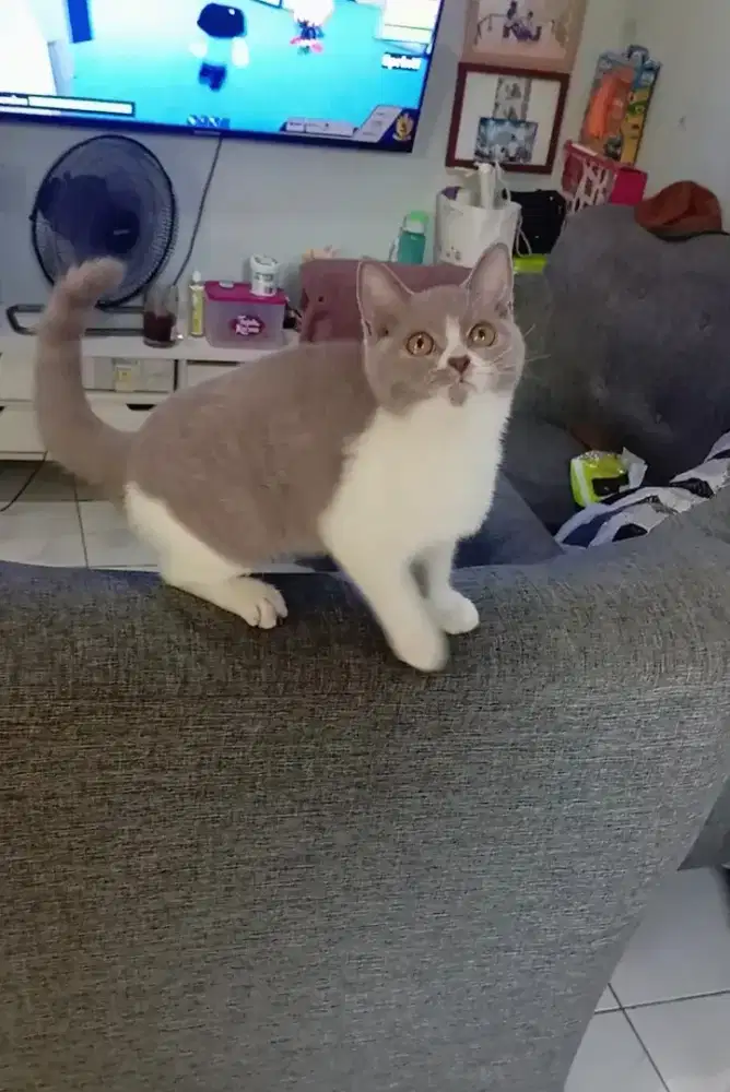BRITISH SHORTHAIR/BSH LILAC