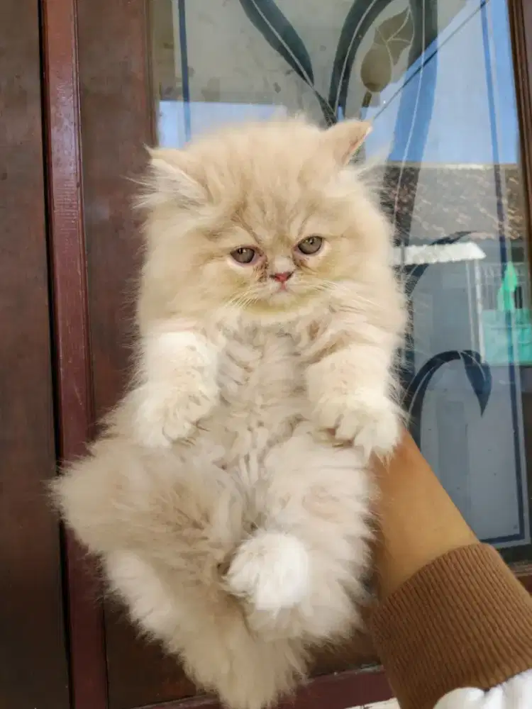 Persia flatnose Betina usia 2 bulan