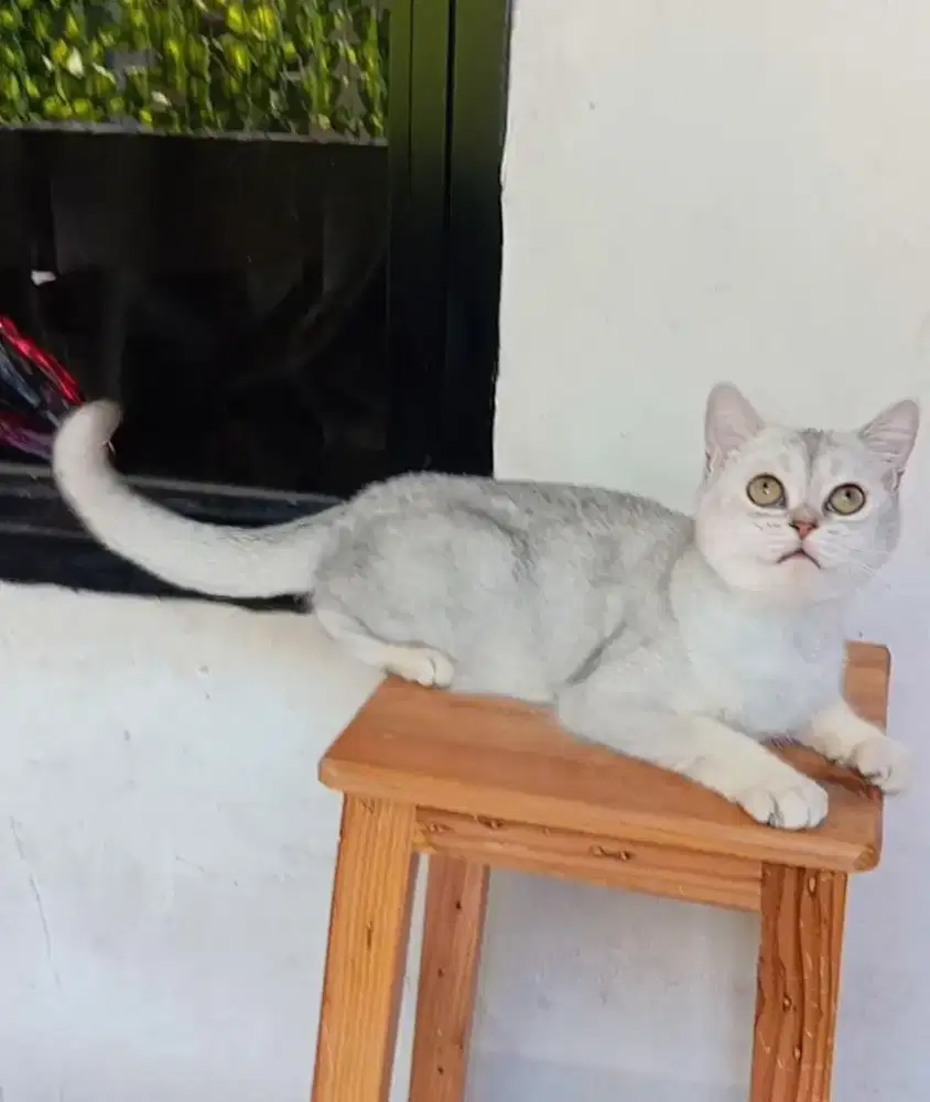 BRITISH SHORTHAIR/BSH SILVER
