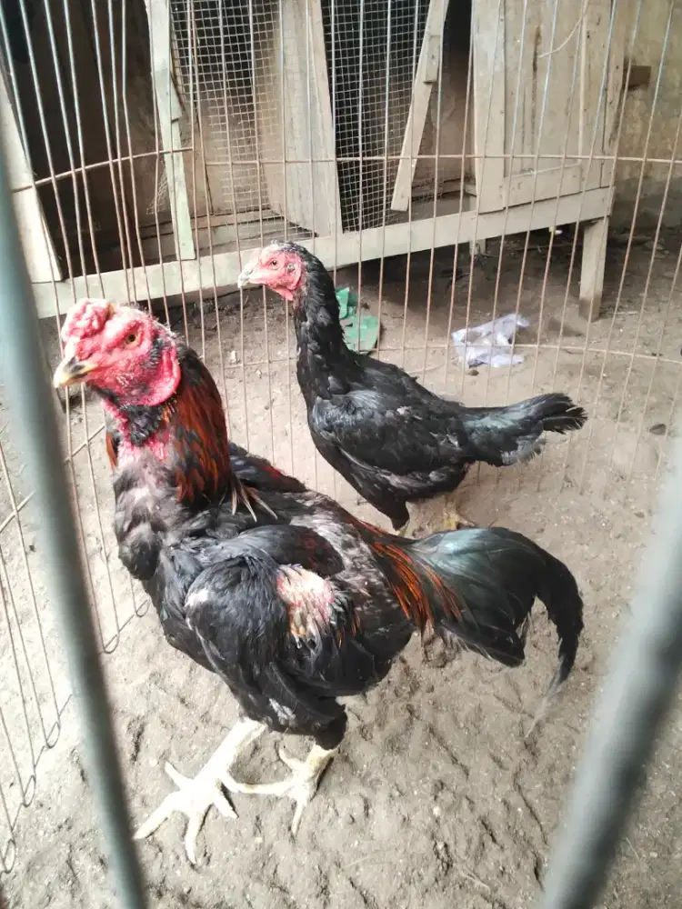 Ayam pakoy pama