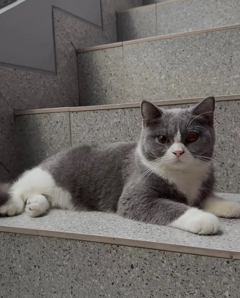 Kucing british short hair bsh murah
