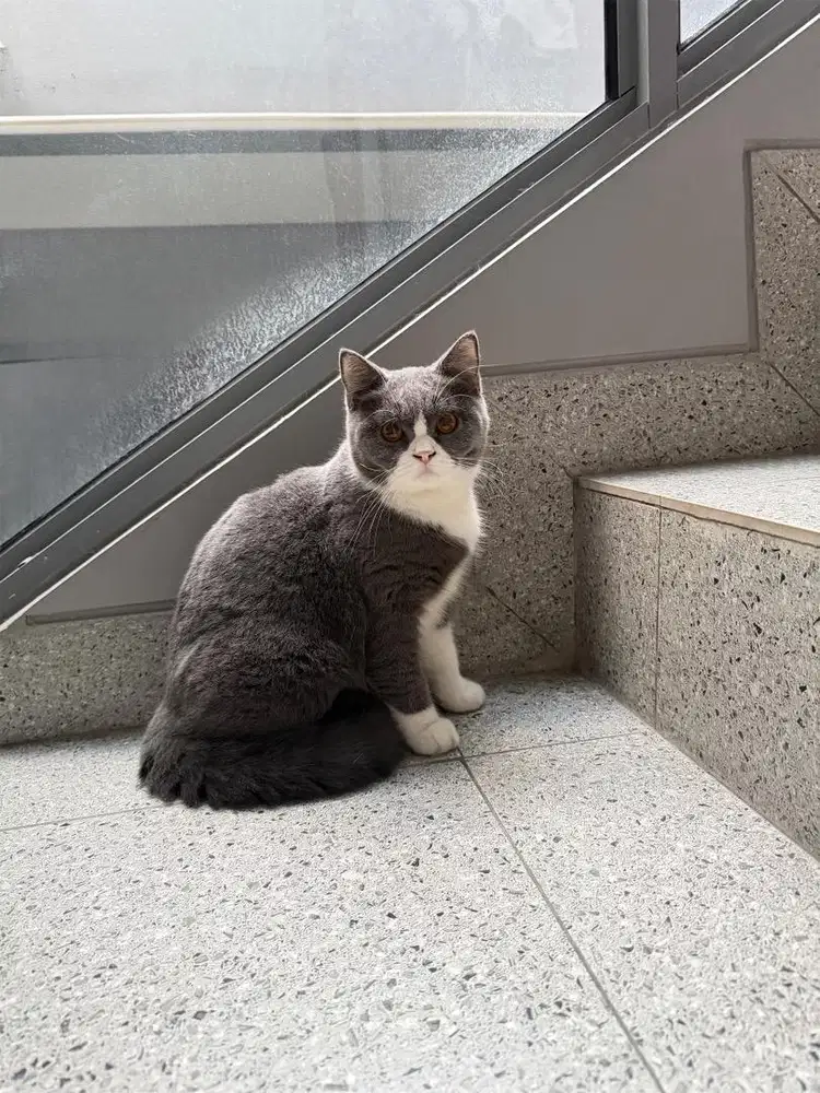 Kucing british short hair bsh murah