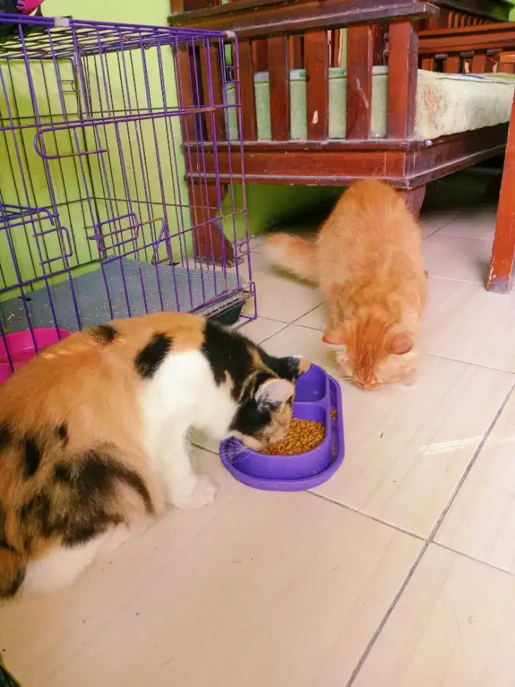 NEGO KUCING PERSIA SEPASANG