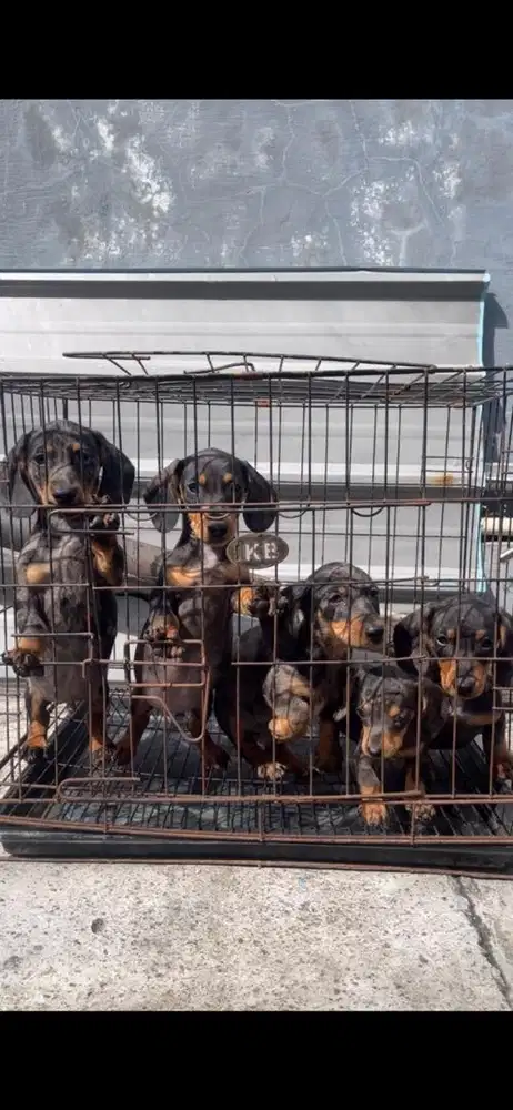 Puppy tekel jantan dan betina